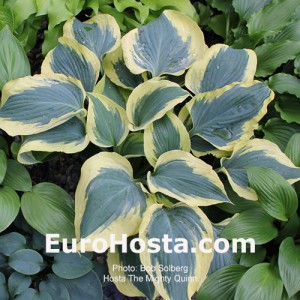 Hosta The Mighty Quinn