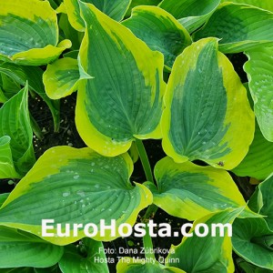 Hosta The Mighty Quin