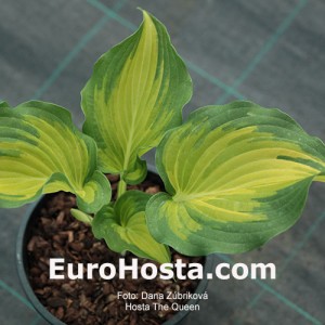 Hosta The Queen