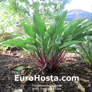 Hosta The Razor's Edge