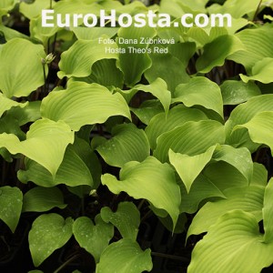 Hosta Theo's Red