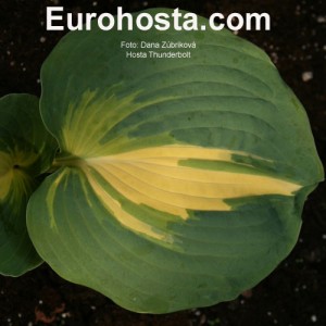 Hosta Thunderbolt