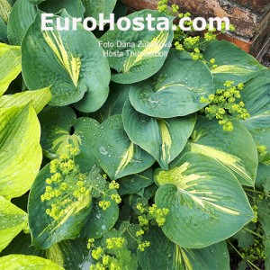 Hosta Thunderbolt