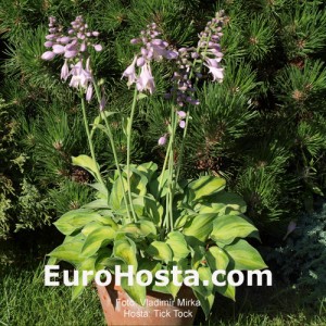 Hosta Tick Tock - Eurohosta