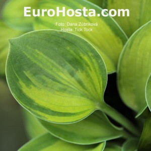 Hosta Tick Tock - Eurohosta