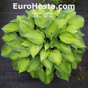 Hosta Tick Tock