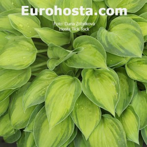 Hosta Tick Tock