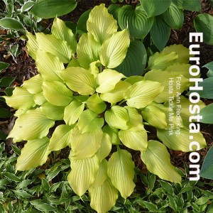 Hosta Tickle me Pink