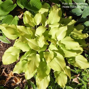 hosta Tickle me Pink