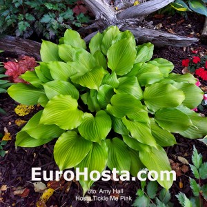 hosta Tickle me Pink