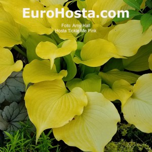 hosta Tickle me Pink