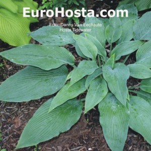 Hosta Tidewater