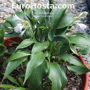 Hosta Tilt-A-Whirl