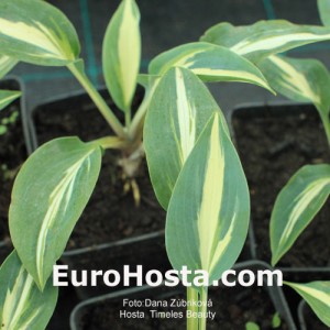 Hosta Timeless Beauty - Eurohosta