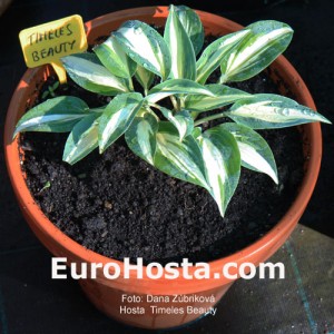 Hosta Timeless Beauty - Eurohosta