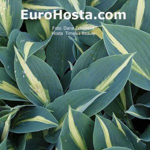 Hosta Timeless Beauty - Eurohosta