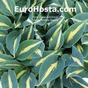 Hosta Timeless Beauty - Eurohosta