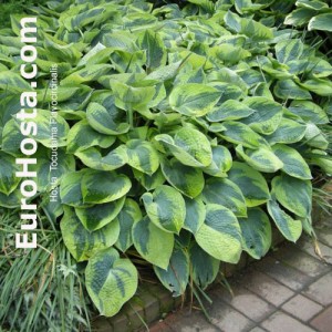 Hosta Tokudama Flavocircinalis - Eurohosta