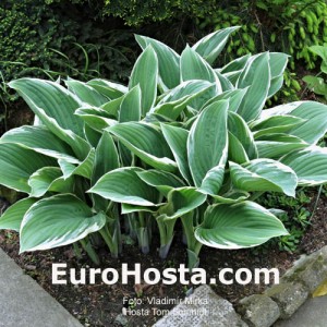 Hosta Tom Schmid - Eurohosta