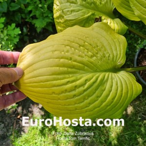 Hosta Tom Terrific