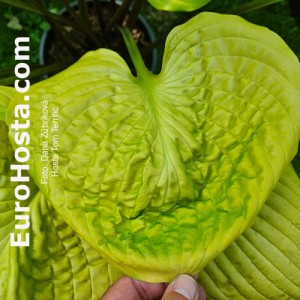 Hosta Tom Terrific