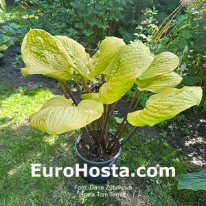 Hosta Tom Terrific