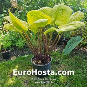 Hosta Tom Terrific