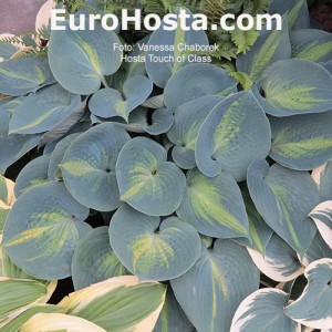 Hosta Touch of Class - Eurohosta