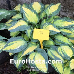 Hosta Touch of Class