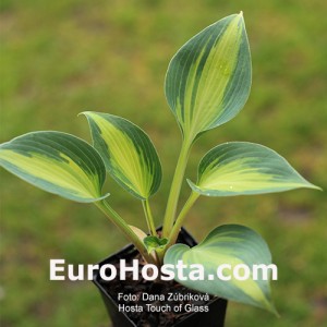 Hosta Touch of Class