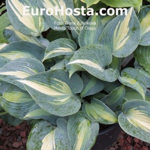 Hosta Touch of Class