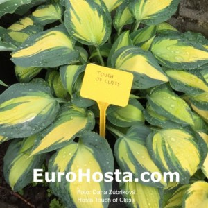 Hosta Touch of Class - Eurohosta