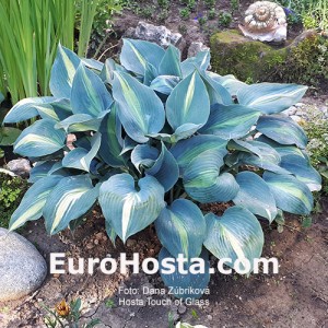 Hosta Touch of Class