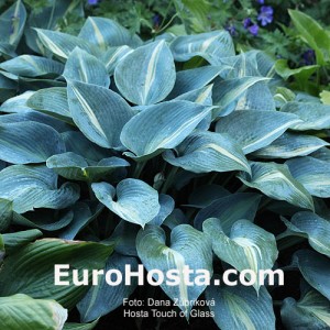 Hosta Touch of Class - Eurohosta