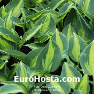 Hosta Touch of Class - Eurohosta