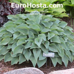 Hosta Toy Soldier