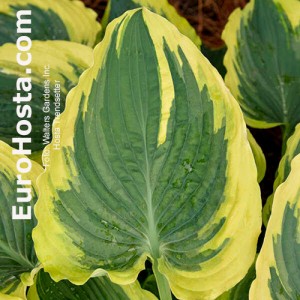 Hosta Trendsetter