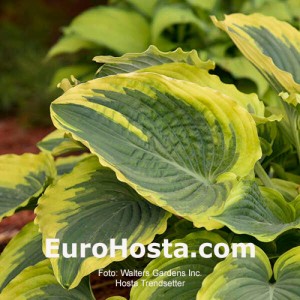 Hosta Trendsetter