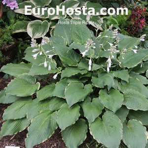 Hosta Triple Ripple