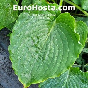 Hosta Tutu
