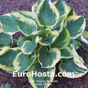 Hosta Anne syn. Twilight - Eurohosta