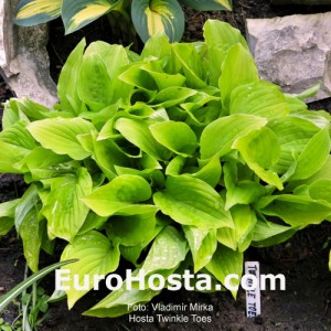 Hosta Twinkle Toes