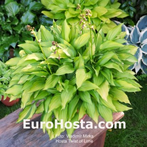 Hosta Twist of Lime