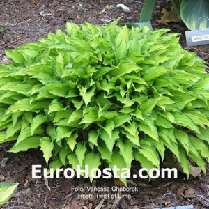 Hosta Twist of Lime