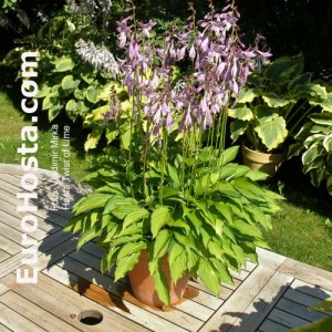 Hosta Twist of Lime