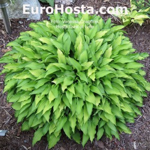 Hosta Twist of Lime