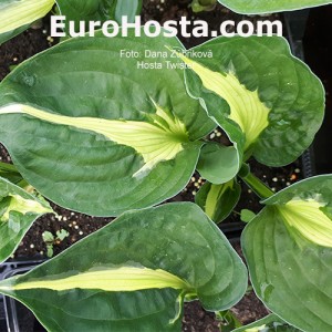 hosta Twister