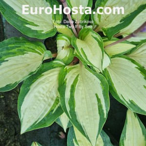 Hosta Two If By Sea