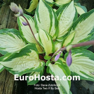 Hosta Two If By Sea