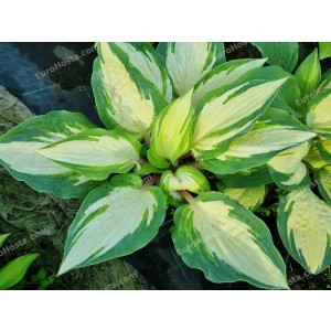 Hosta Two If By Sea